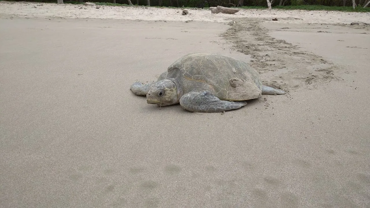 tortugas