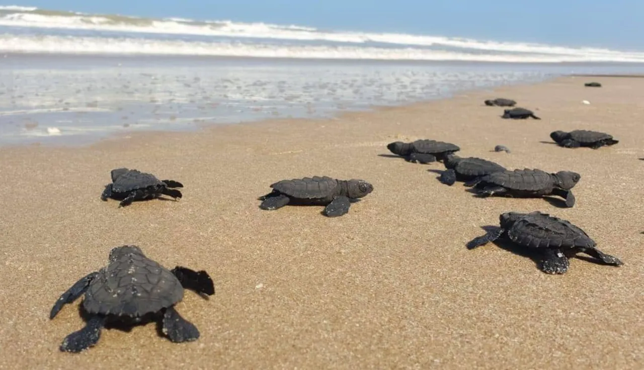 tortugas