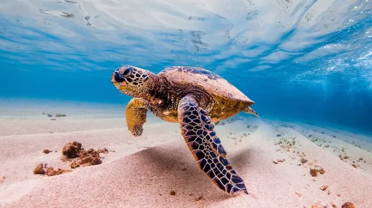 tortugas