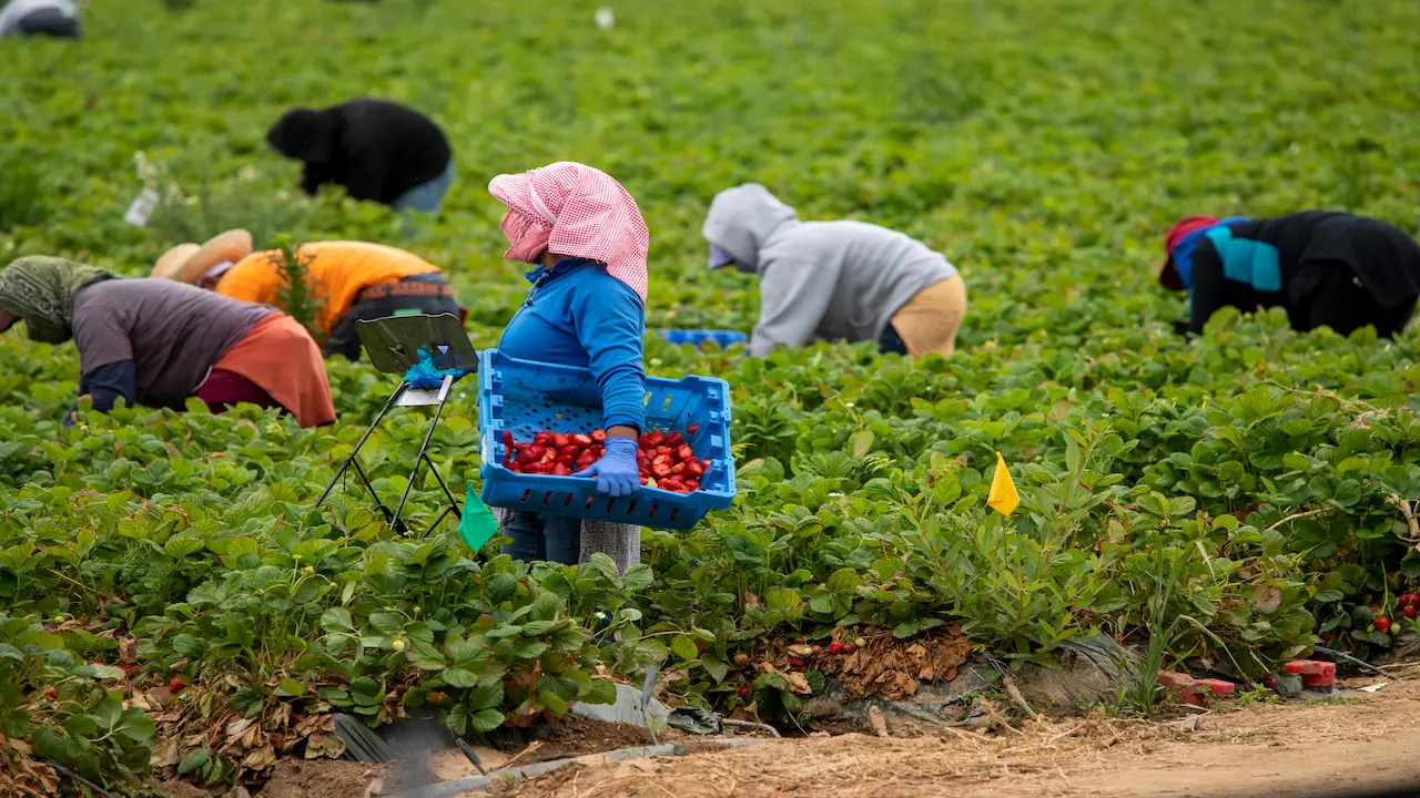 Trabajadores del campo mexicano