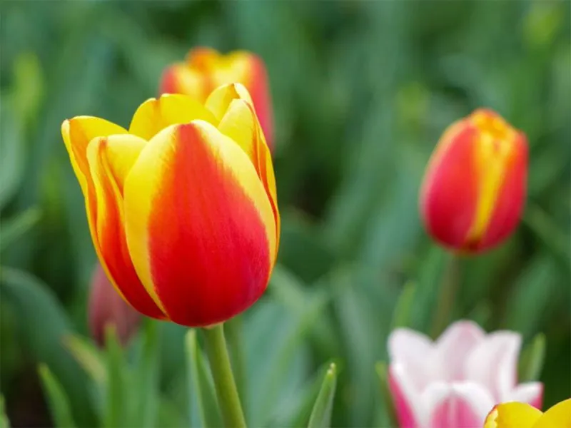 tulipanes