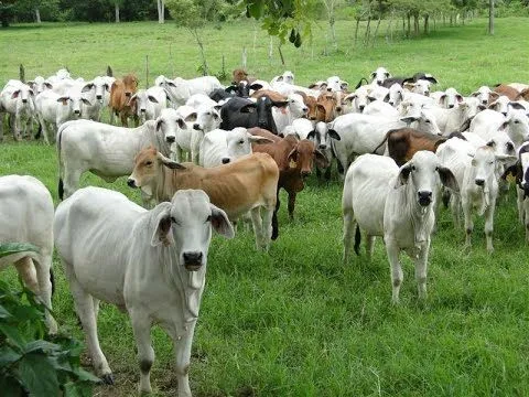 vaca