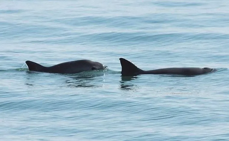 vaquita
