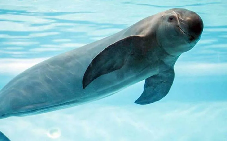 vaquitamarina