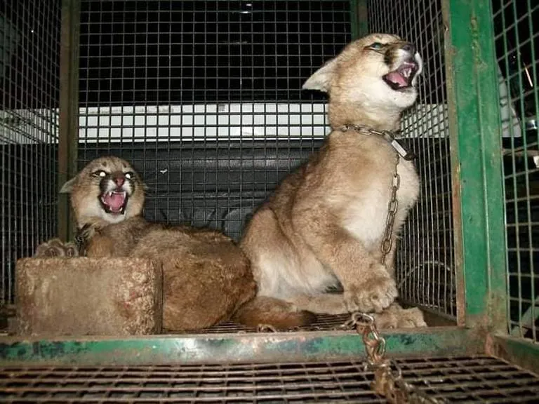 venta de animales 1