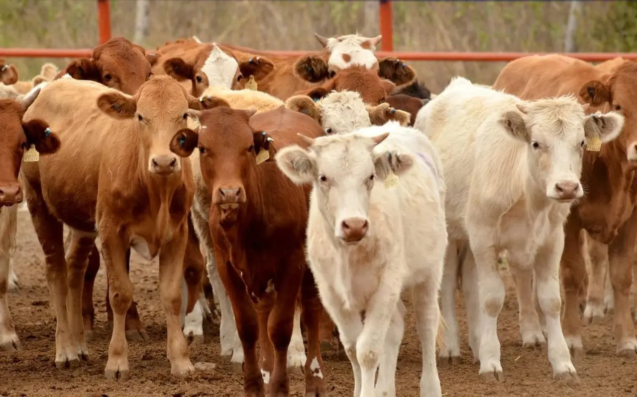 Autoridades activan cerco sanitario tras detectar el primer caso de gusano barrenador del ganado en Sonora