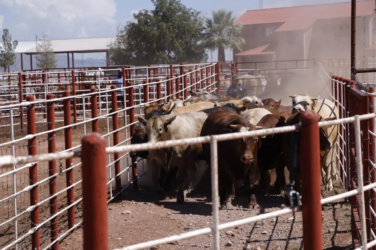 Primeras 700 cabezas de ganado cruzan de Agua Prieta Sonora a Douglas Arizona para exportación a Estados Unidos