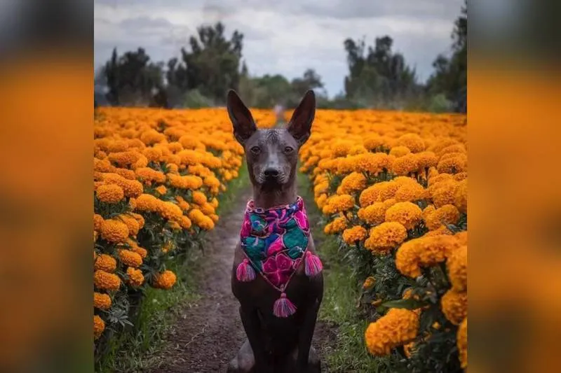 xolo