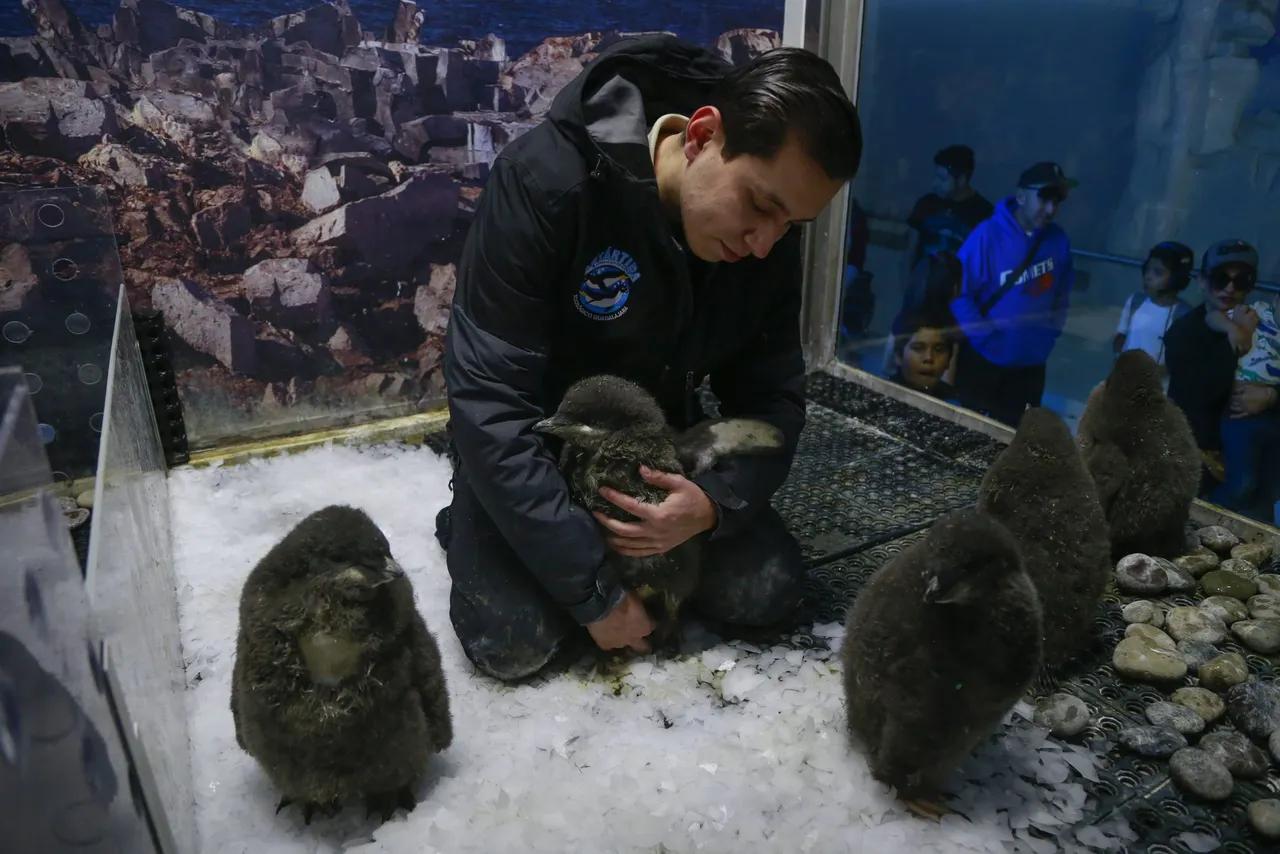 Zoológico en oeste de México cría &#8220;a mano&#8221; polluelos de pingüino Adelia